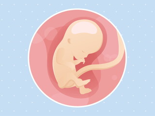 pregnancy week12 temporary pregnancy week12 temporary