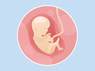pregnancy week15 temporary pregnancy week15 temporary