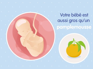 pregnancy-belly-fetal-development-week-19fr pregnancy-belly-fetal-development-week-19fr