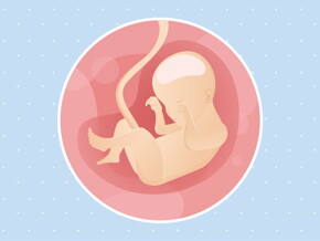 pregnancy week24 temporary
