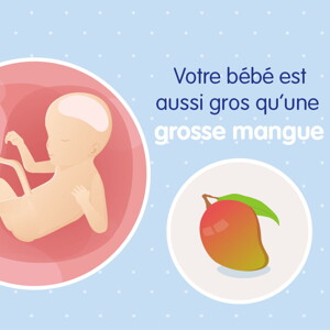 pregnancy-belly-fetal-development-week-23fr pregnancy-belly-fetal-development-week-23fr