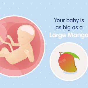 pregnancy week23 temporary pregnancy week23 temporary