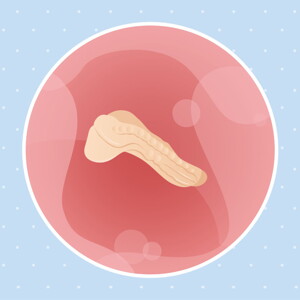 pregnancy-belly-fetal-development-week-3 pregnancy belly fetal development week 3