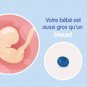 pregnancy-belly-fetal-development-week-7 fr pregnancy-belly-fetal-development-week-7 fr