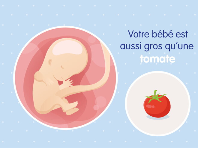 pregnancy-belly-fetal-development-week-11 fr pregnancy-belly-fetal-development-week-11 fr