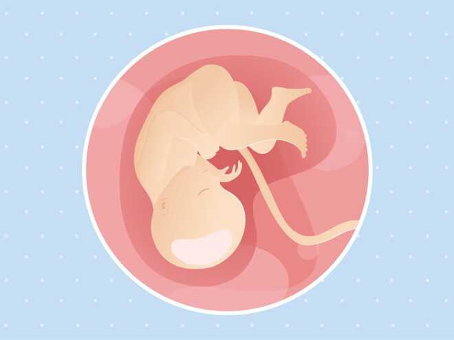 pregnancy week35 temporary