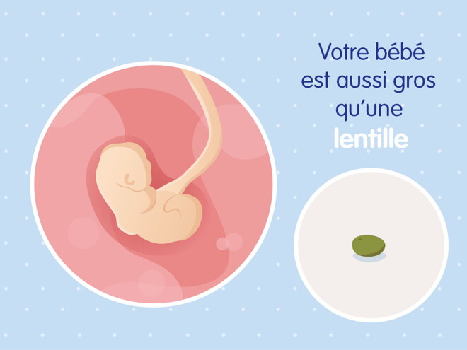 pregnancy-belly-fetal-development-week-4 fr pregnancy-belly-fetal-development-week-4 fr