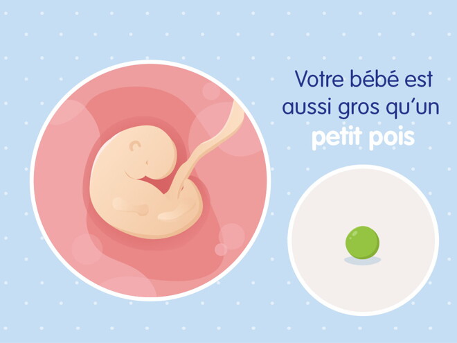 pregnancy-belly-fetal-development-week-5fr pregnancy-belly-fetal-development-week-5fr
