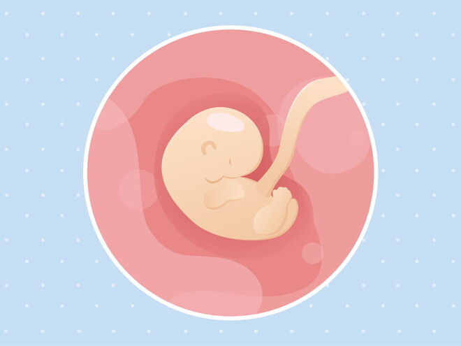 pregnancy week6 temporary pregnancy week6 temporary