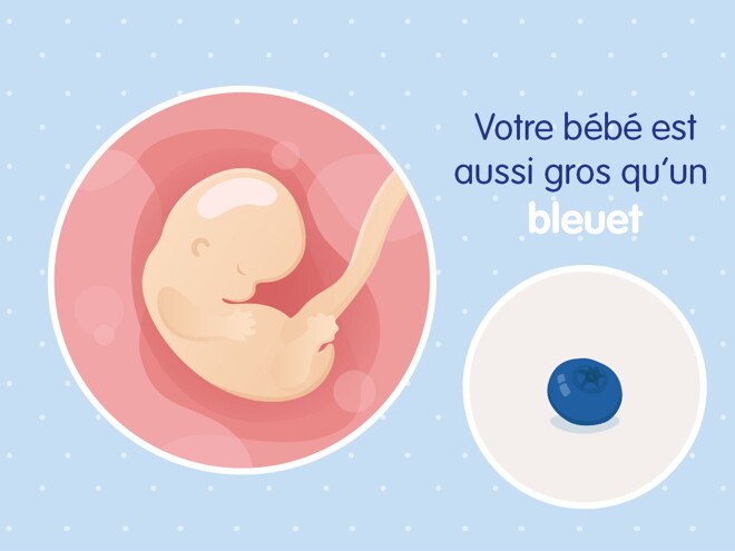 pregnancy-belly-fetal-development-week-7 fr pregnancy-belly-fetal-development-week-7 fr