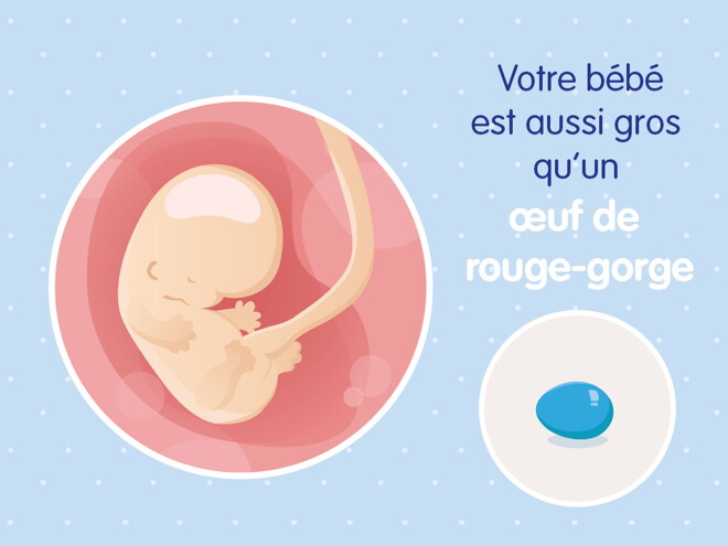 pregnancy-belly-fetal-development-week-8 fr pregnancy-belly-fetal-development-week-8 fr